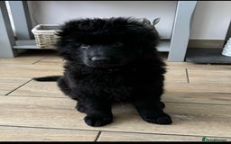 German Shepherd dogs for sale: KC REGISTERED GERMAN SHEPHERD PUPS - Image 1