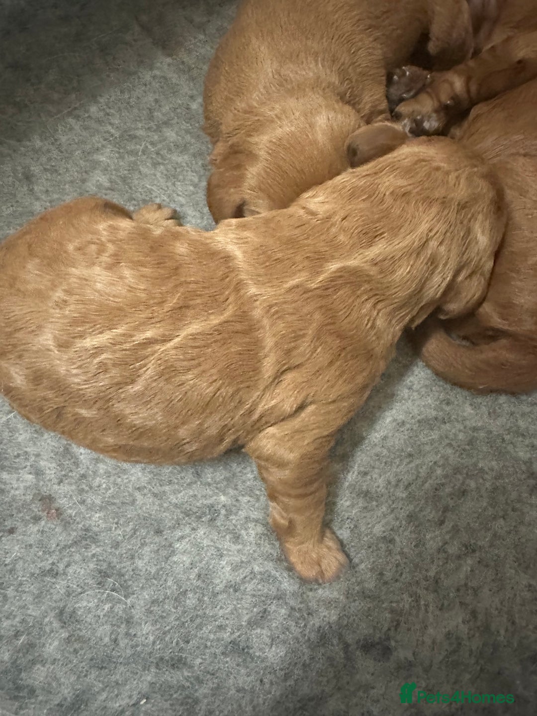 Labradoodle dogs for sale: Miniature F1 Labradoodles  - Advert 19