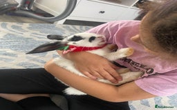 Mini Lop rabbits for sale: Mistach - Image 2