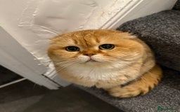 Scottish Fold cats for sale: Lovely Scottish fold female for rehoming - Image 3