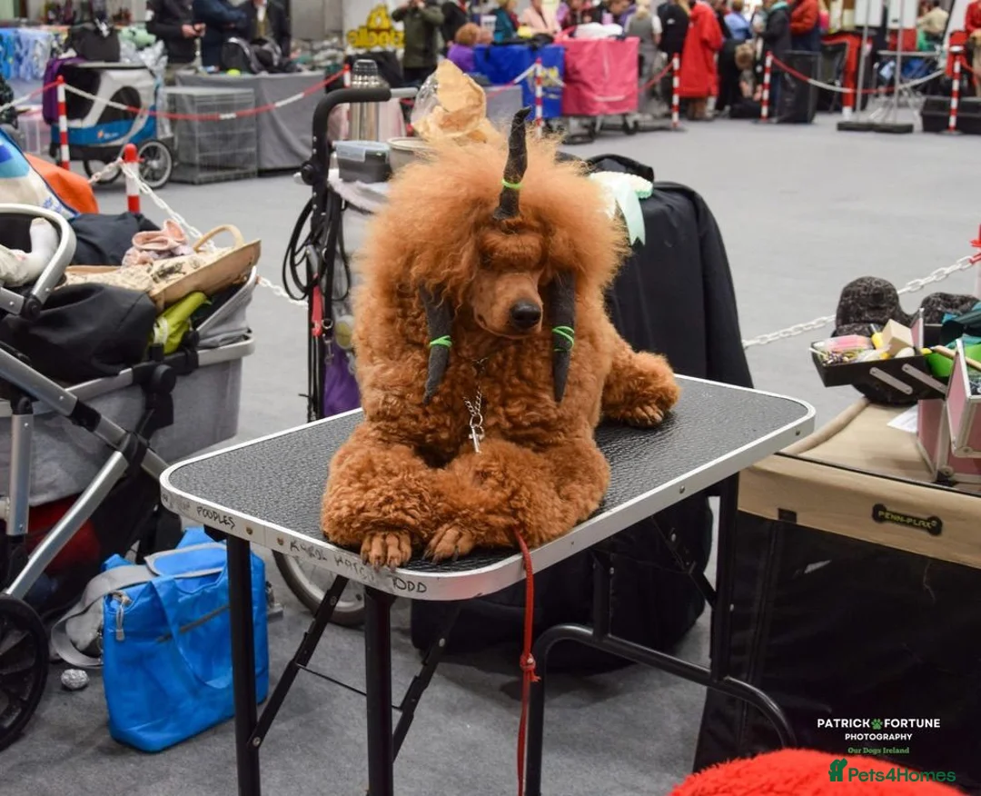 Miniature Poodle dogs for sale: Stunning boy, lovely temperament, deep red,  - Advert 2