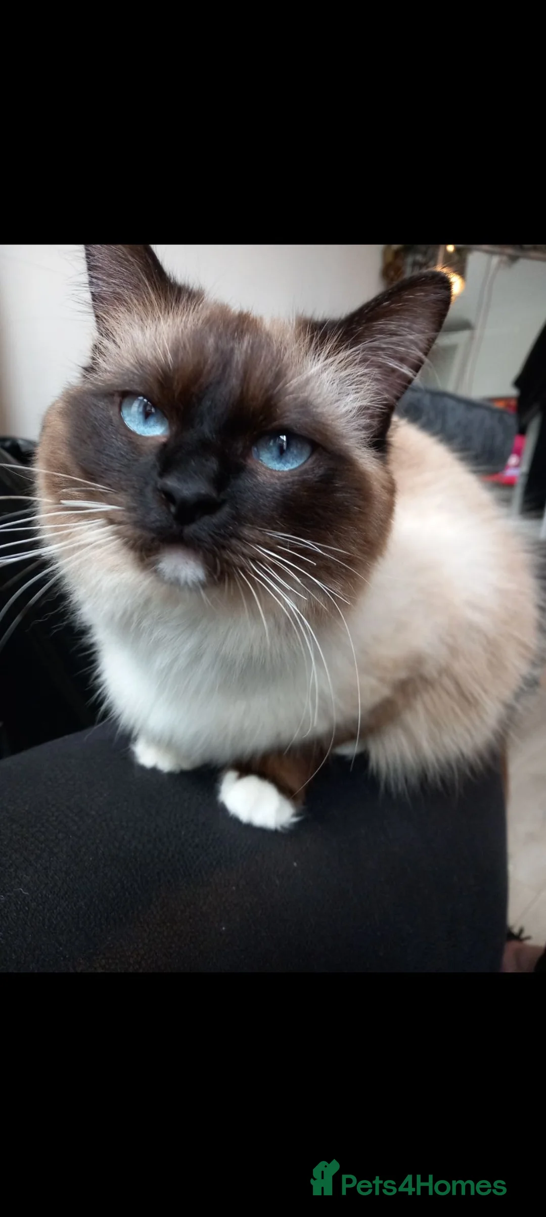Ragdoll cats for sale: Female ragdoll  - Advert 1