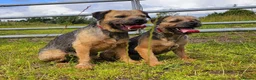 Border Terrier dogs for sale: KC REGISTERED BORDER TERRIER PUPS in Hamilton - Advert 1