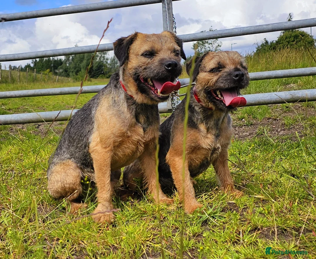 Border Terrier dogs for sale: KC REGISTERED BORDER TERRIER PUPS in Hamilton - Advert 1