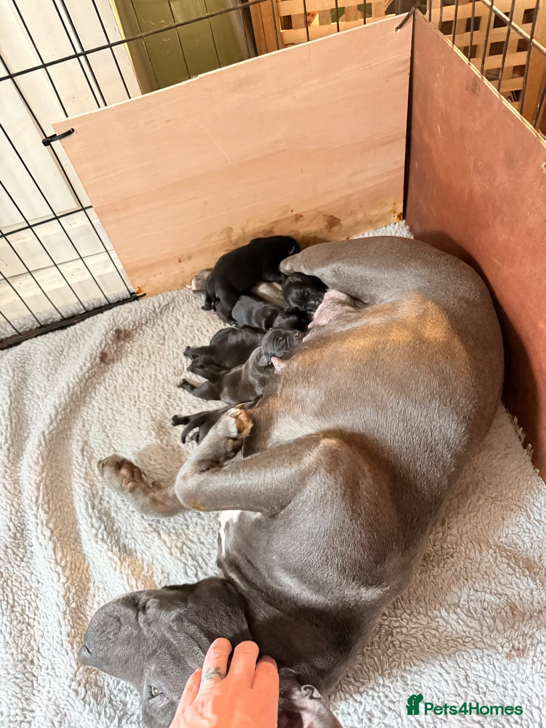 Staffordshire Bull Terrier dogs for sale: Staffordshire bull terrier puppy’s  - Advert 2