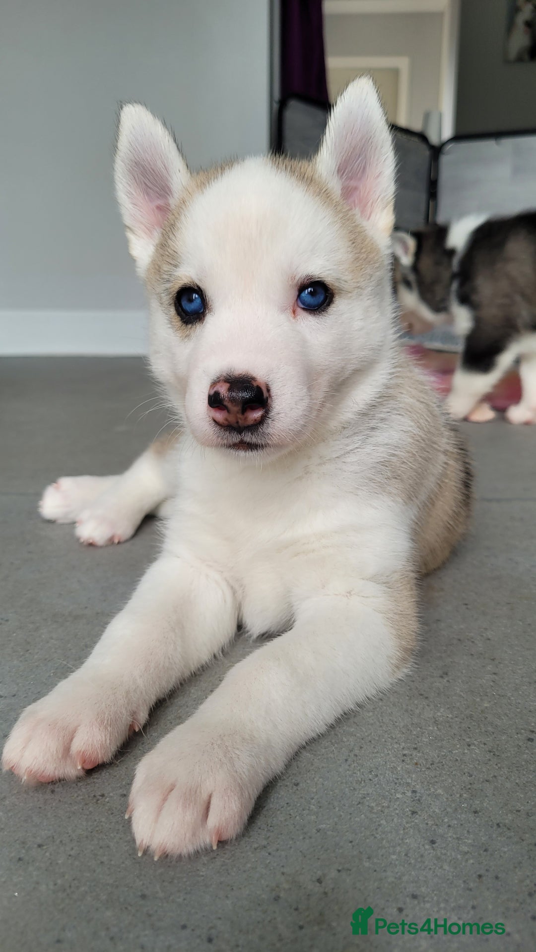 Siberian Husky dogs for sale: Best Quality Siberian Husky Puppies in Scotland - Image 22