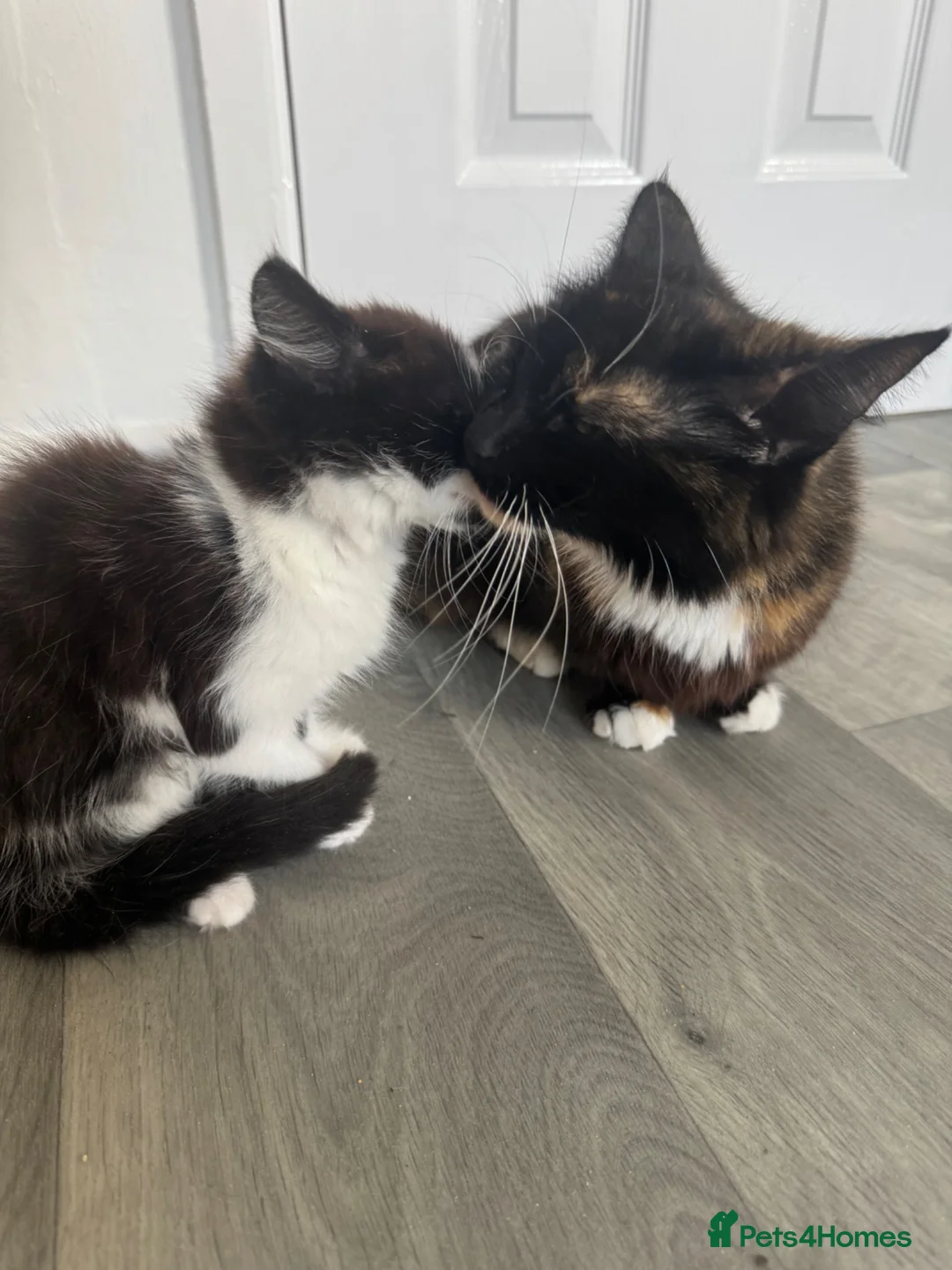 Mixed Breed cats for sale: Fluffy black & white male kitten  - Advert 2