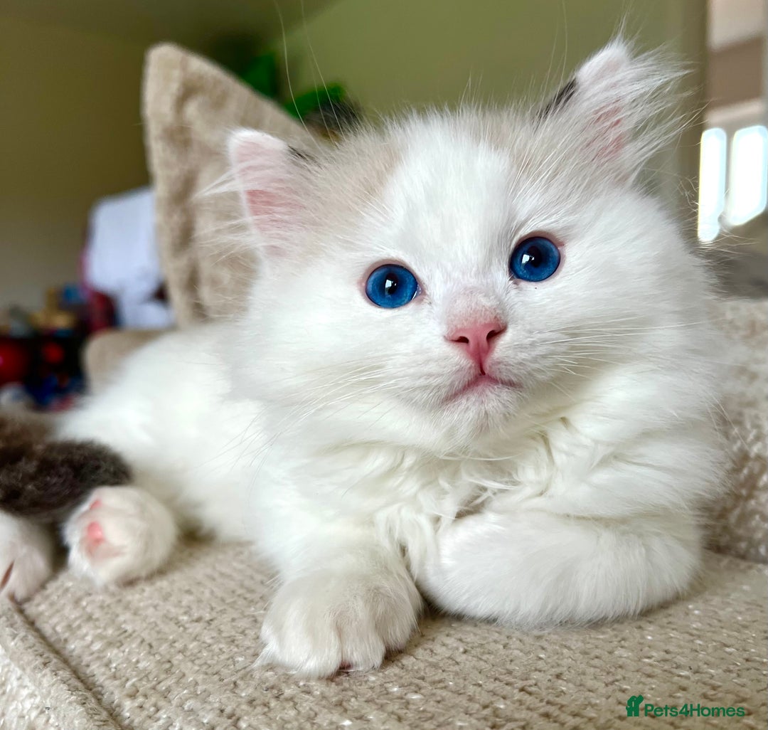Ragdoll cats for sale: 🐾 Family reared GCCF reg ragdoll Kitten🐾 - Advert 11