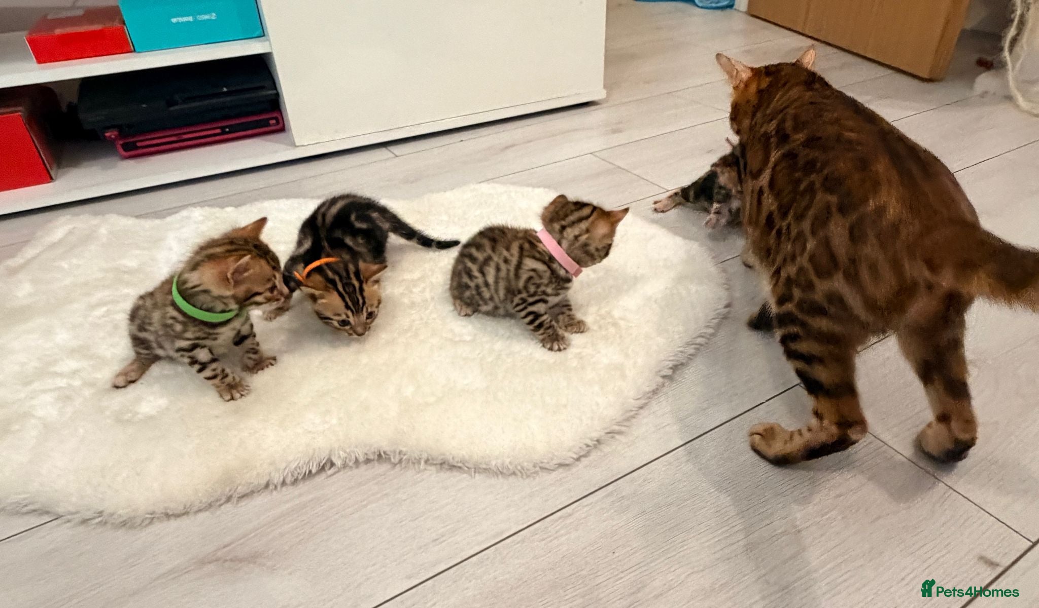 Bengal cats Four Beautiful Bengal kittens 🐾  - Advert 9
