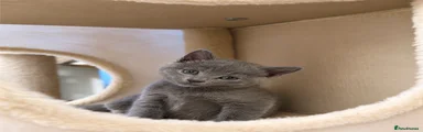 Russian Blue 1