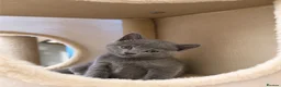 Russian Blue cats for sale: Russian blue x  - Advert 6