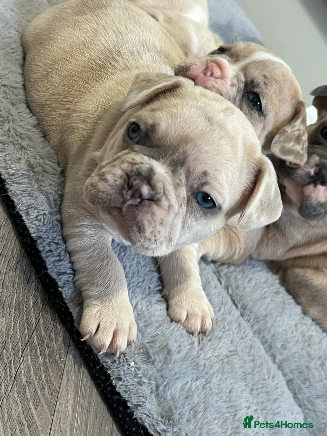French Bulldog dogs for sale: 1 male French Bulldog Pup left  - Advert 16