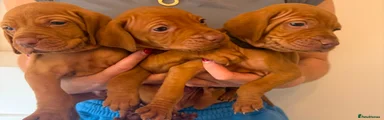 Hungarian Vizsla 4