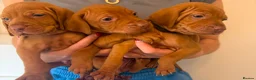 Hungarian Vizsla dogs for sale: KC Hungarian Vizsla Puppies - Advert 7