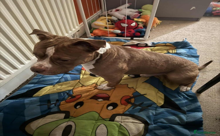 American Bull Staffy dogs - Advert 1