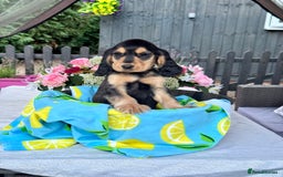 Cocker Spaniel dogs for sale: 3boys only  show type cocker spaniel puppies in Market Drayton - Image 30