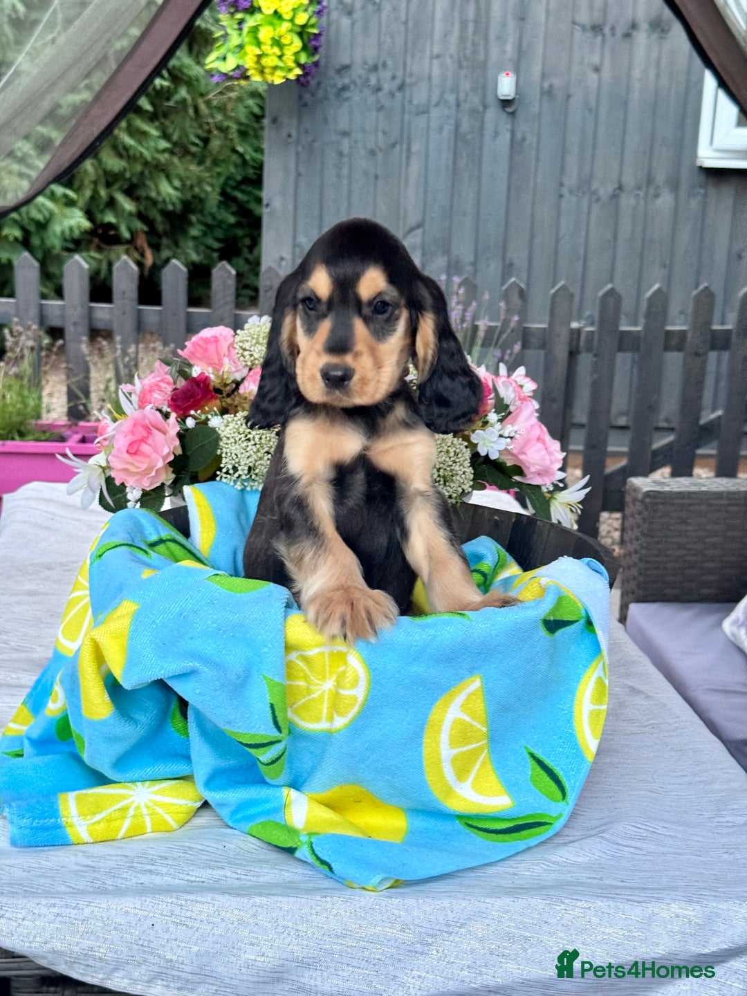 Cocker Spaniel dogs for sale: 3boys only  show type cocker spaniel puppies in Market Drayton - Image 30