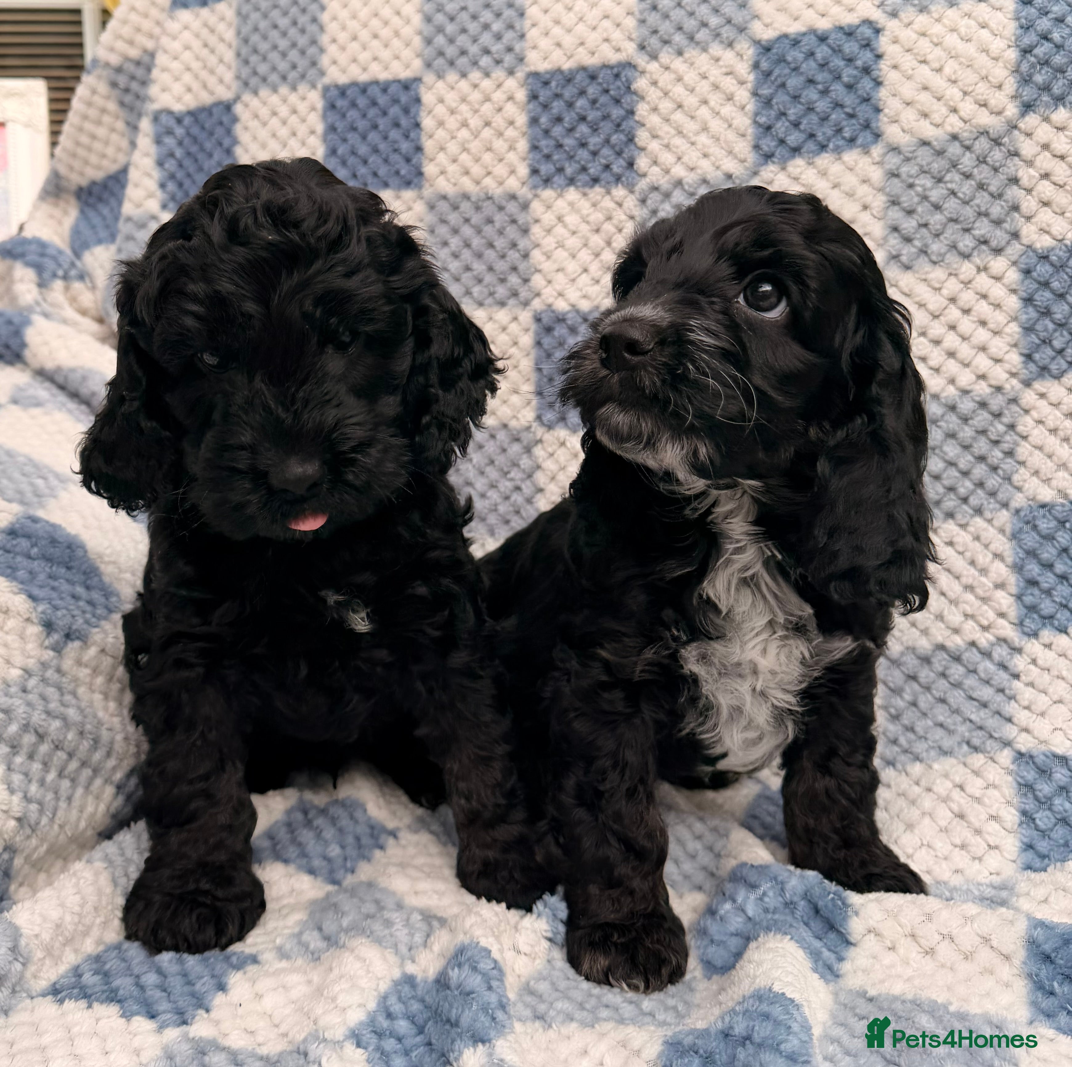Cockapoo dogs F1 Cockapoo Puppies - Advert 14