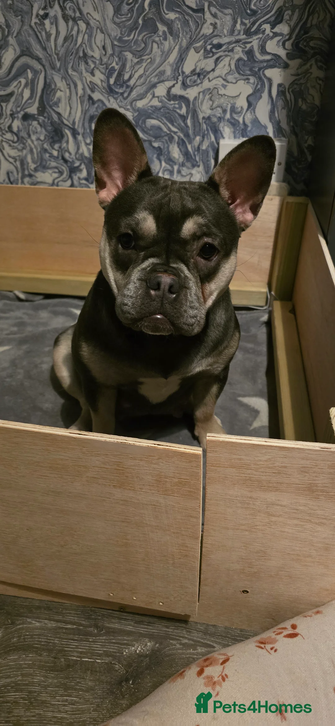 French Bulldog dogs for sale: French bulldog  - Advert 9