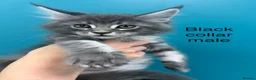 Maine Coon cats for sale: Main coon kittens blue smoke/grey silver tabby’s - Advert 9