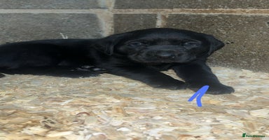 Labrador Retriever dogs Beautiful black KC registered Labradors  - Advert 2