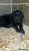 Labrador Retriever dogs Beautiful black KC registered Labradors - Advert 4