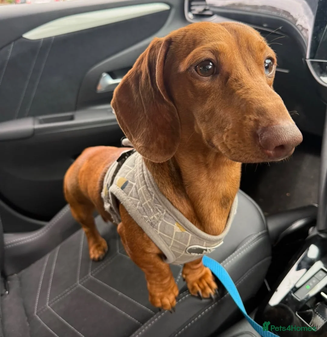 Miniature Dachshund dogs for stud: Miniature red/tan dapple Stud for FREE  - Advert 1
