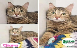 Mixed Breed cats for adoption: Qiara - sweetest of girls - Image 1