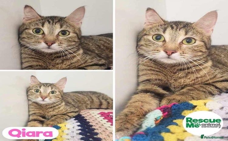 Mixed Breed cats - Advert 1