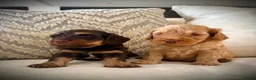 Cockapoo dogs for sale: Rare chocolate and tan pointed cockapoos - Advert 6