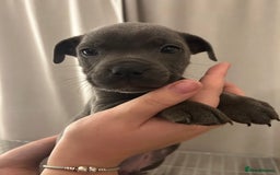 Staffordshire Bull Terrier dogs for sale: Stunning pure blue staffies - Image 7