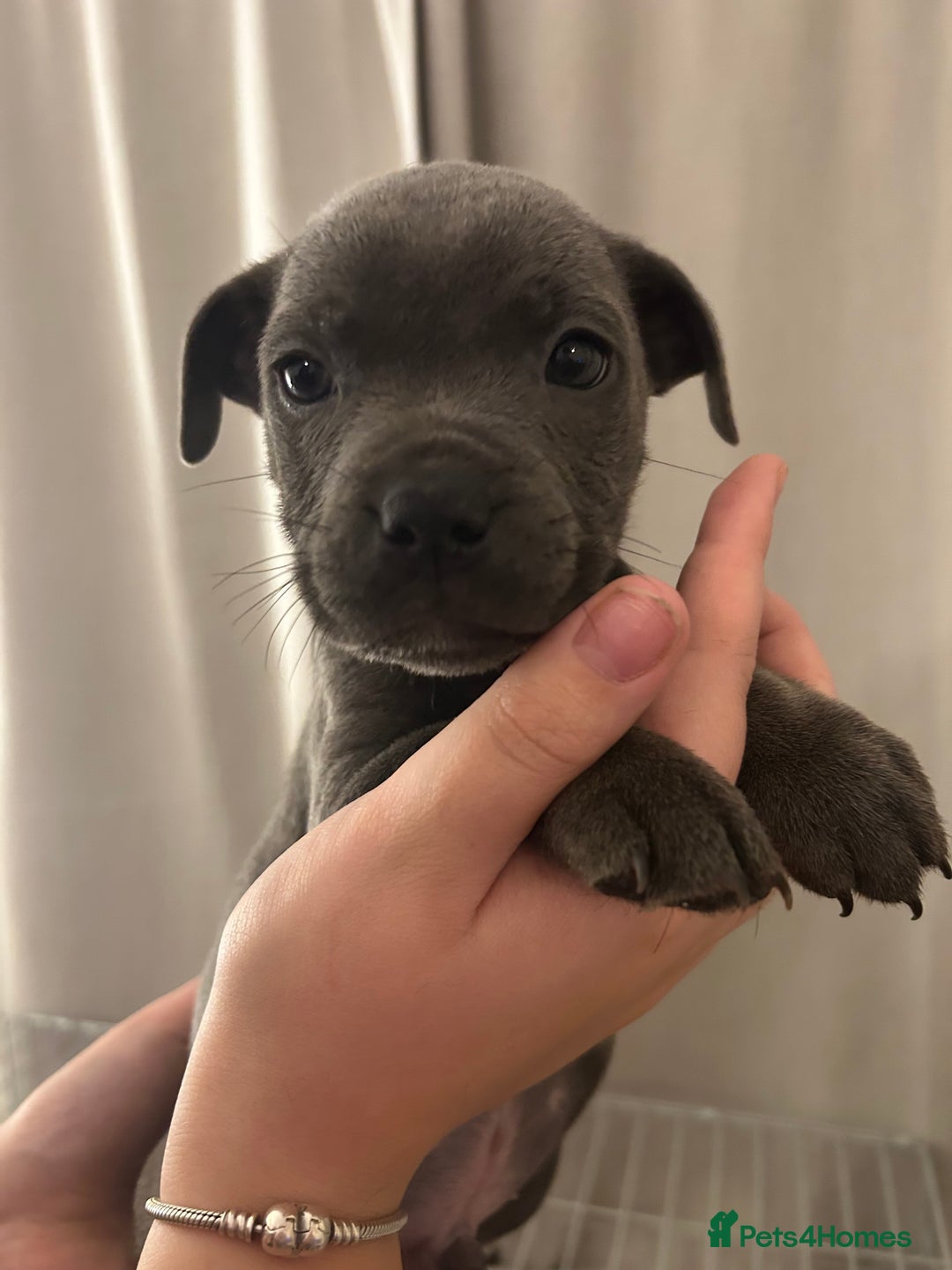 Staffordshire Bull Terrier dogs for sale: Stunning pure blue staffies - Image 7