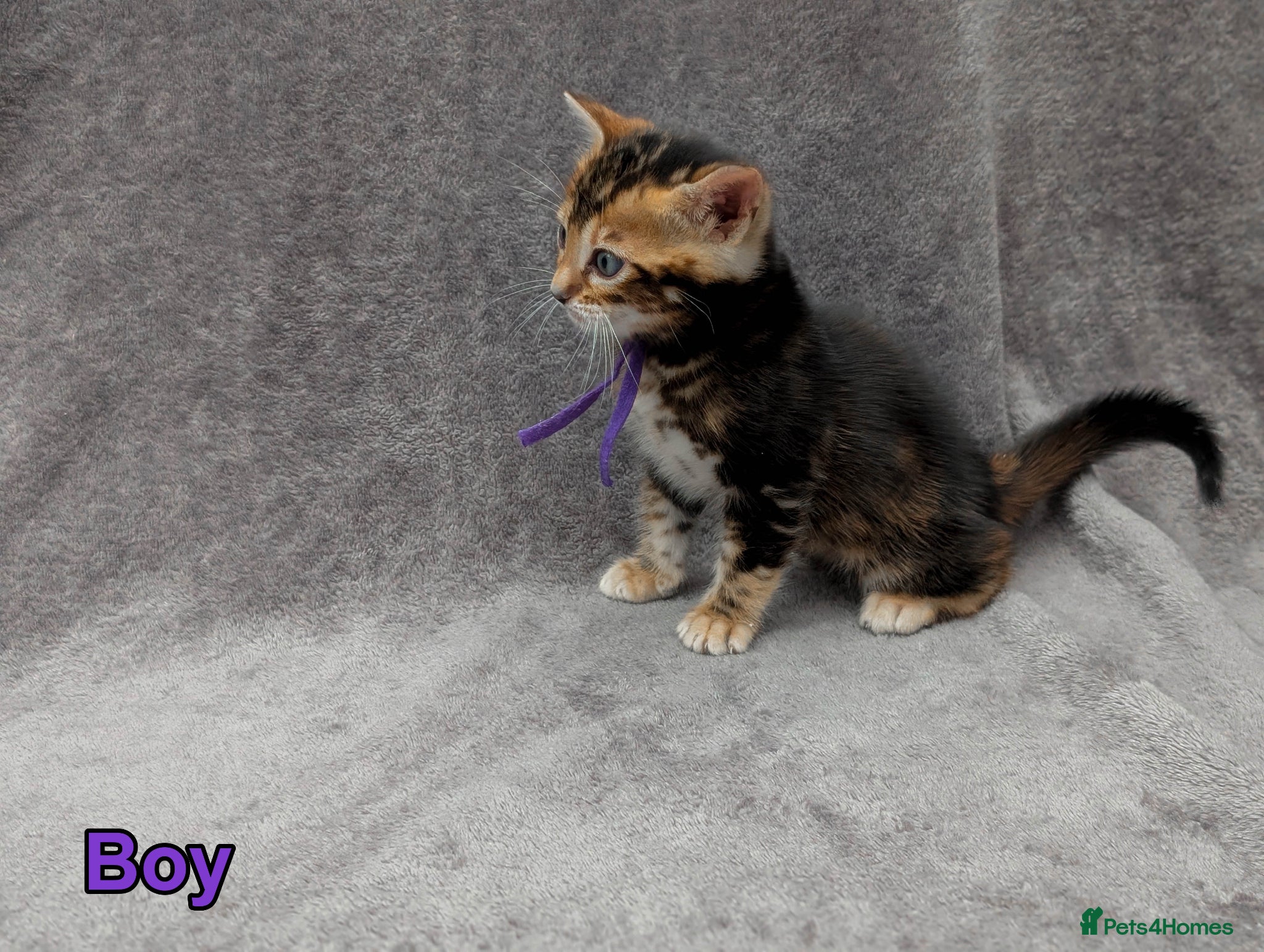 Bengal cats TICA Bengal Kittens | Charcoal | Health Tested - Advert 1