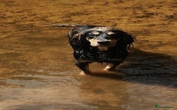 Cocker Spaniel dogs for sale: Cocker Spaniel puppies  - Image 26