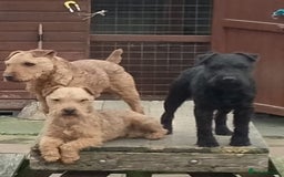 Lakeland Terrier dogs for sale: Quality Lakeland terrier looking for new home  - Image 5