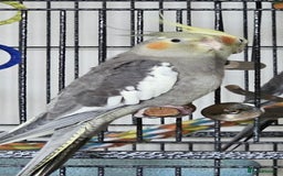 Conures birds for sale: 2025 Green Cheek Conures & Cockatiels - Image 5