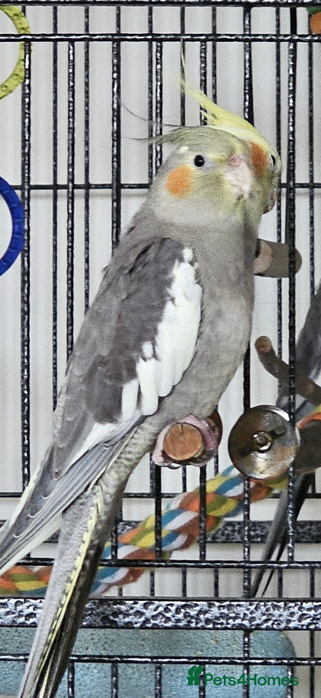 Conures birds for sale: 2025 Green Cheek Conures & Cockatiels - Image 5