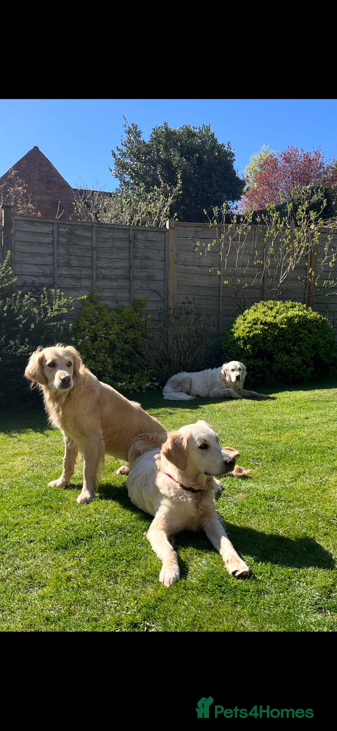 Golden Retriever dogs for sale: DOG SHARE - Advert 4