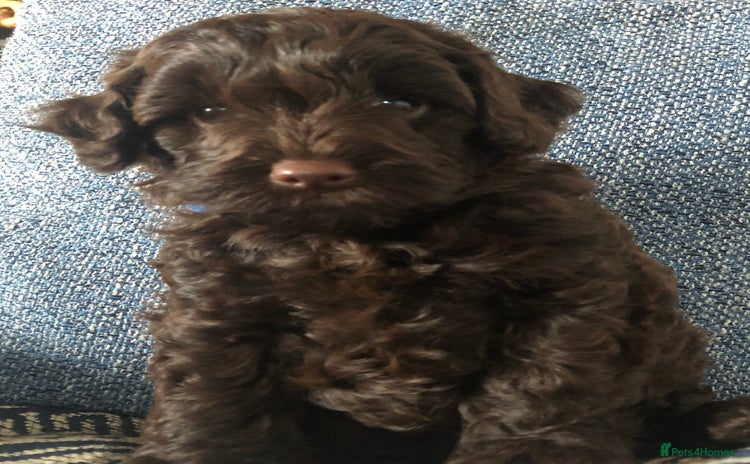 Cockapoo dogs - Advert 16