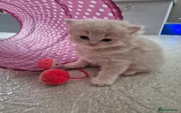 Scottish Fold cats for sale: Scottish Fold /straight  - Image 12