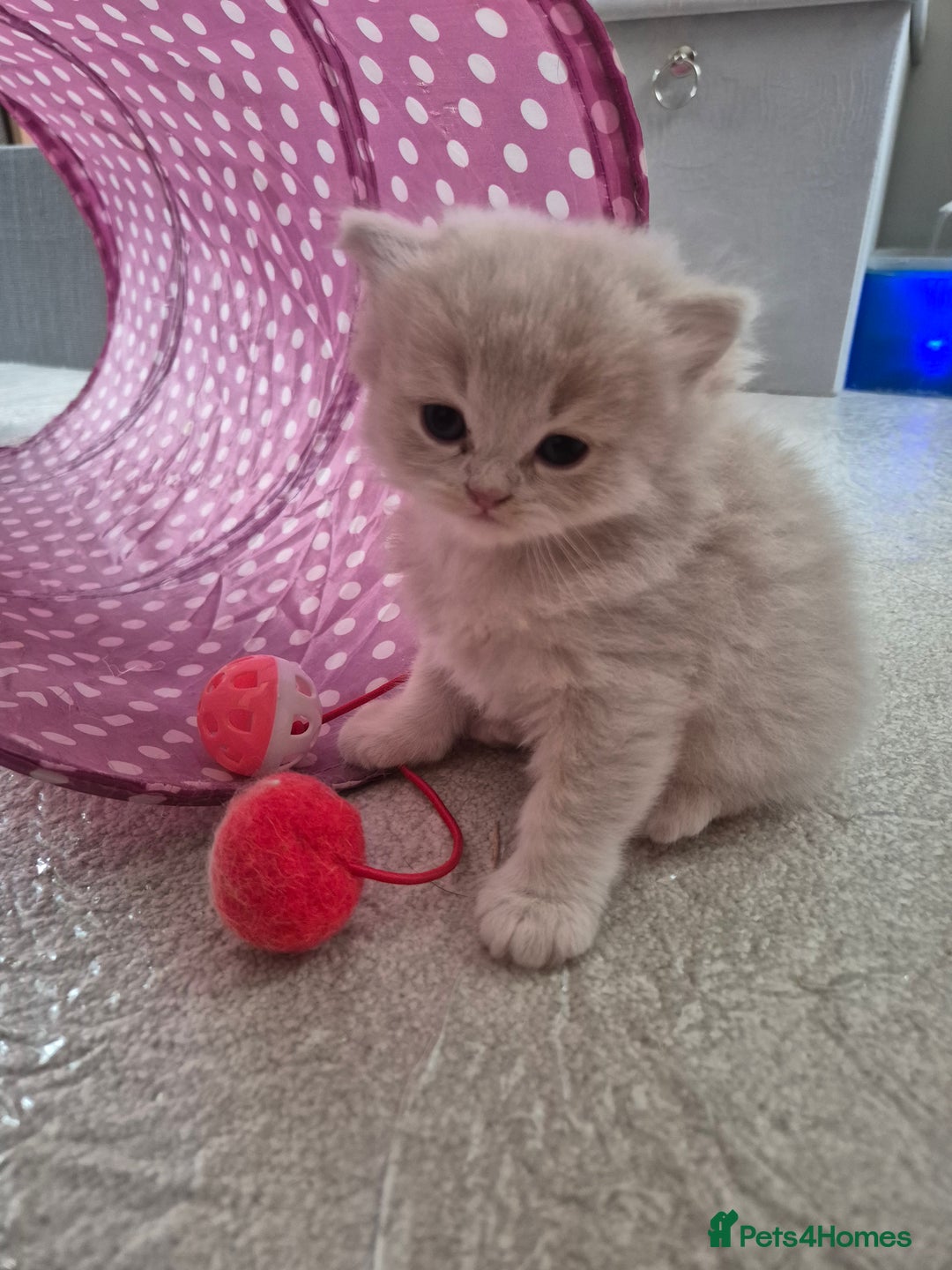 Scottish Fold cats for sale: Scottish Fold /straight  - Image 12