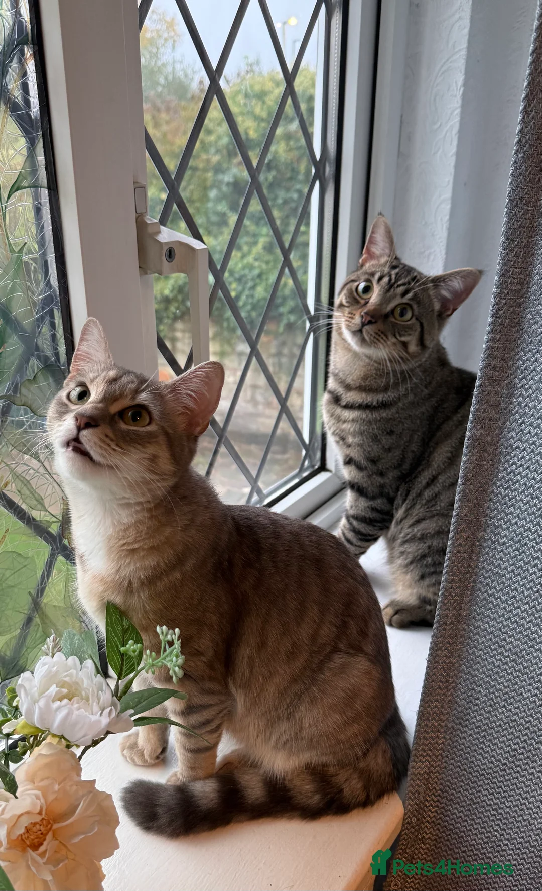 Mixed Breed cats for sale: 4 beautiful kittens for sale 🐱 - Advert 4