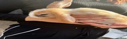 Mini Lop rabbits for sale: Mini lop in Halifax - Advert 21