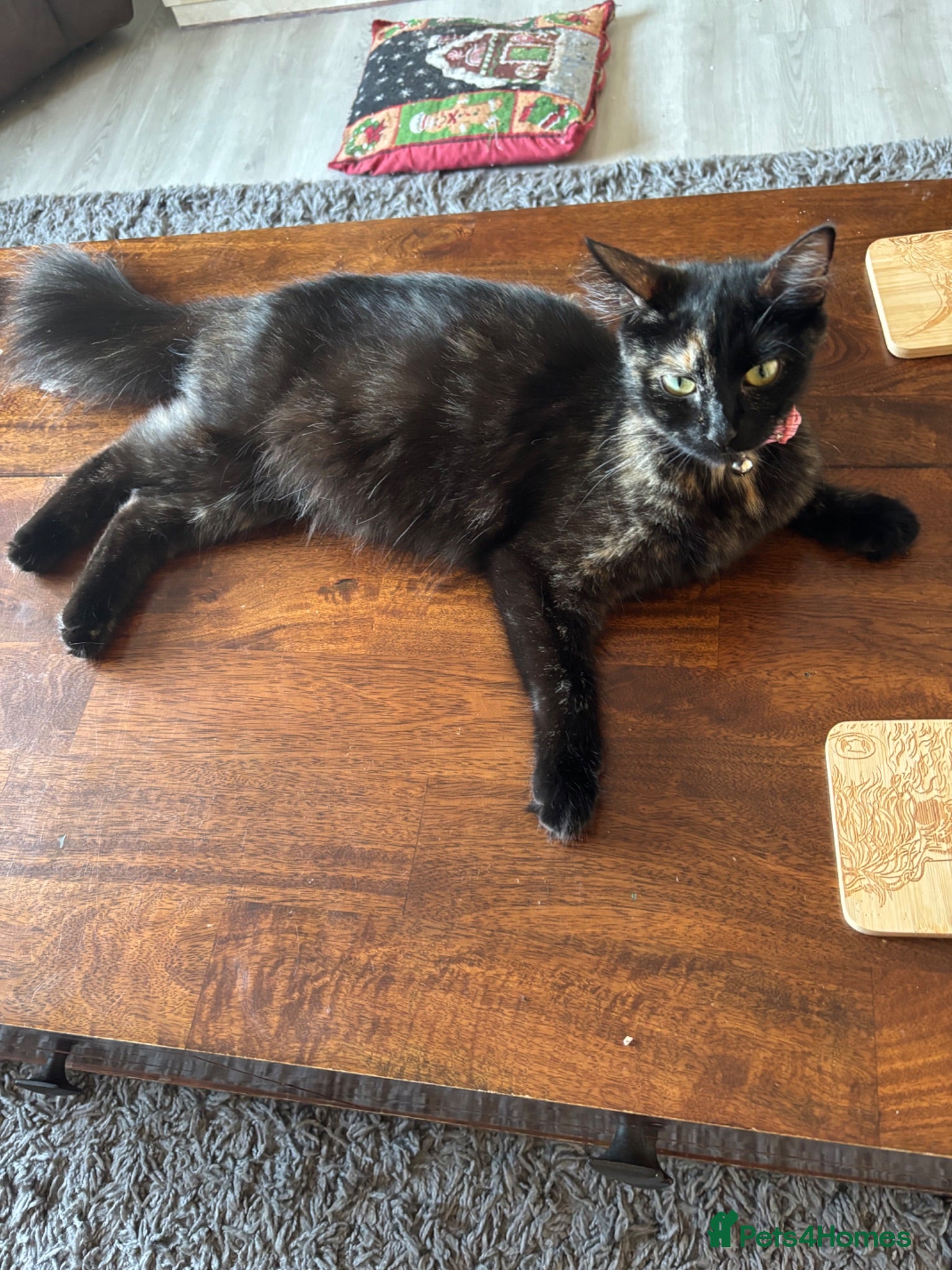 Mixed Breed cats 4 beautiful kittens 1 ginger boy 3 girls  - Advert 1