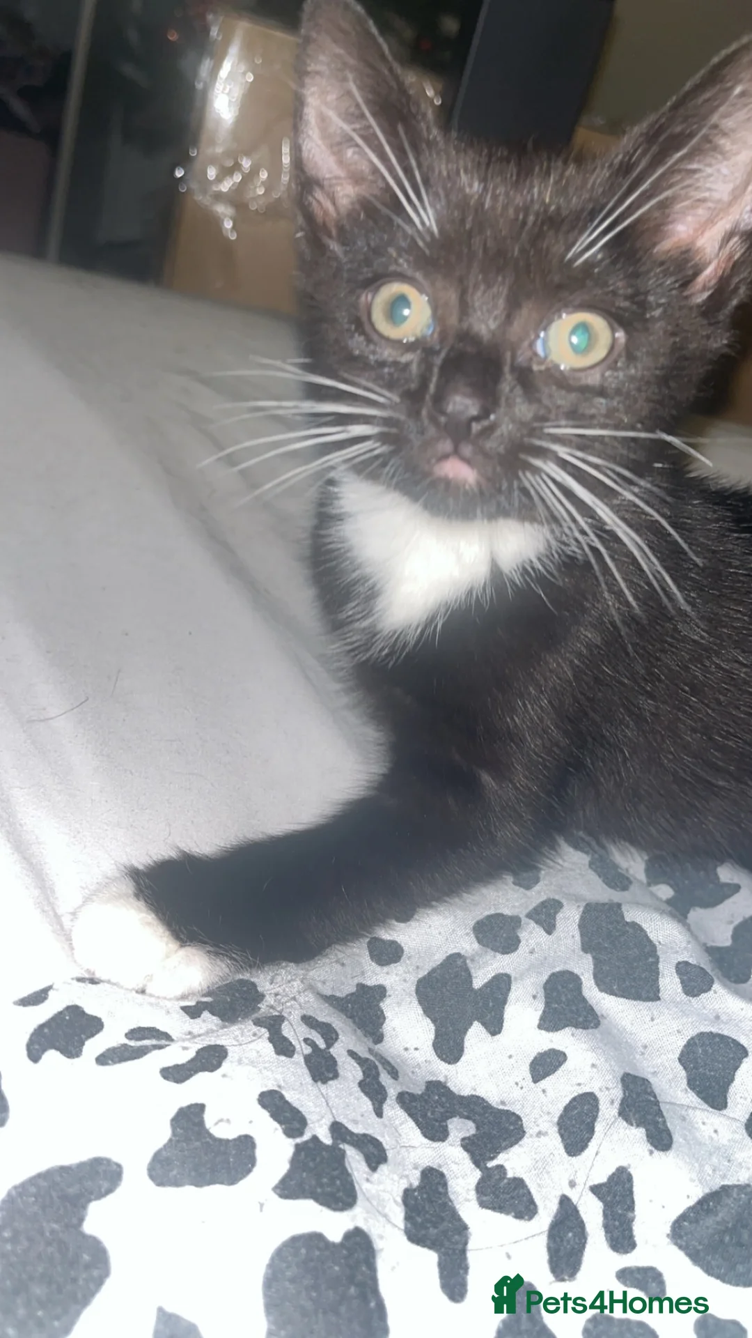 Mixed Breed cats for sale: cute black and white tabby for sale - Advert 6