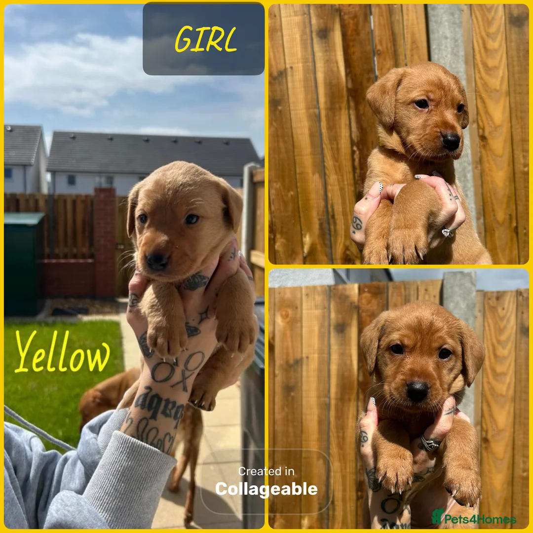 Labrador Retriever dogs for sale: *Videos* 7 KC-Registered Fox Red Labrador Pups🐶 - Advert 2