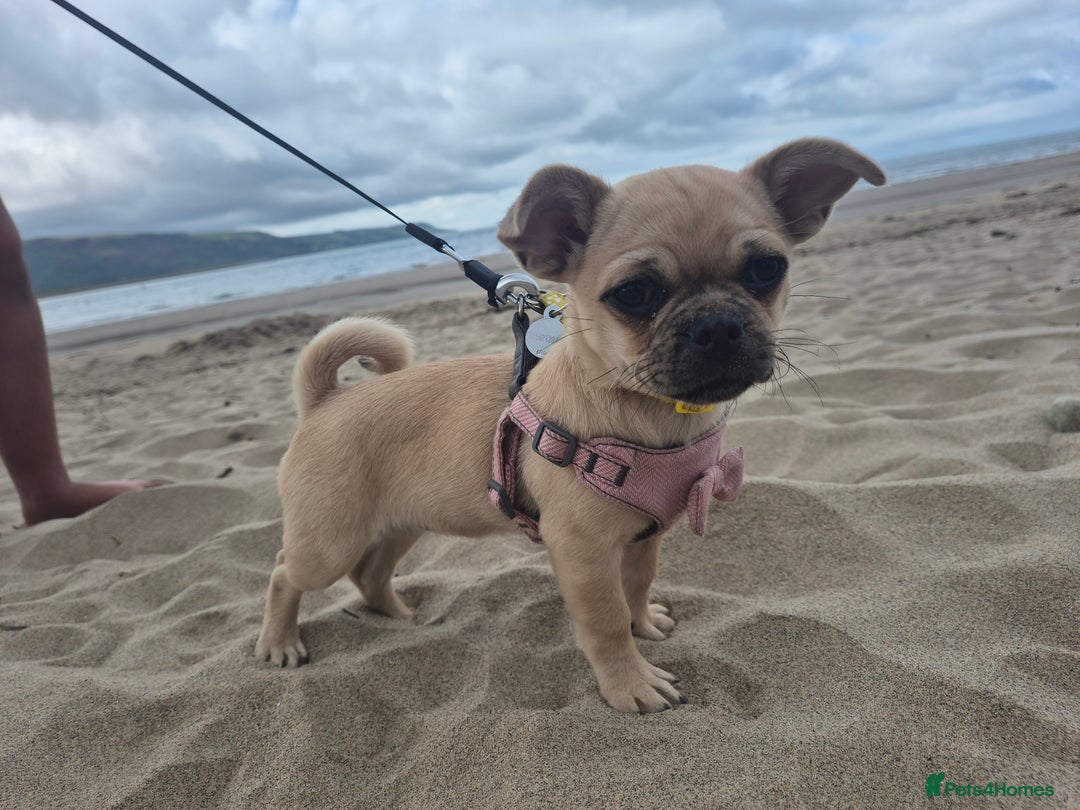 Chug dogs for sale: Bubbles (6 Months - Female Chug) - Advert 5