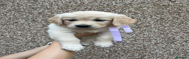 Golden Retriever Puppy 6