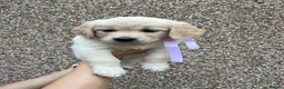 Golden Retriever dogs for sale: Golden Retrievers pure breed puppies - Advert 4