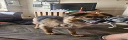 Mixed Breed dogs for adoption: Jacker for adoption in Hastings - Advert 10